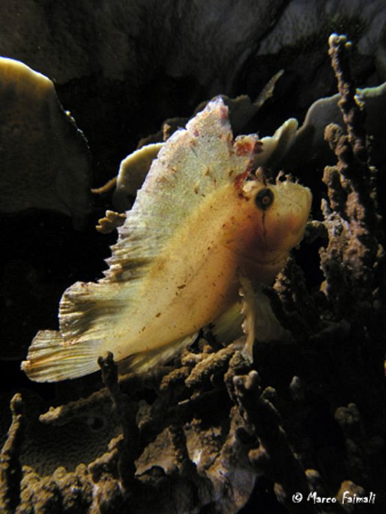 Leaf scorpion fish (Taenianotus triacanthus)

Compact c... by Marco Faimali 