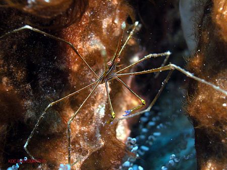 Arrowcrab, Cozumel Mexico, Nikon CP5000, Aquatica housing... by Ken Dean 