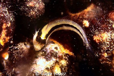 a small fish of the gobius family by Carlo Lopez 