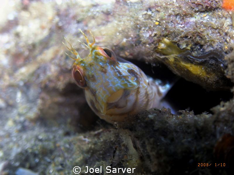 Little blenny in a bottle with a big smile!
Blue Heron B... by Joel Sarver 
