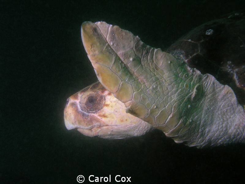 Loggerhead Turtle at the Wreck of the Vamar, Mexico Beach... by Carol Cox 