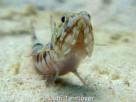 Hello....
A lizard fish watching me ...I guess... by Lütfi Tanrıöver 