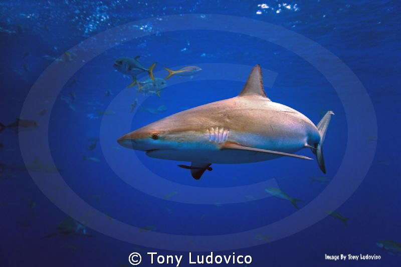Doobie by Tony Ludovico 