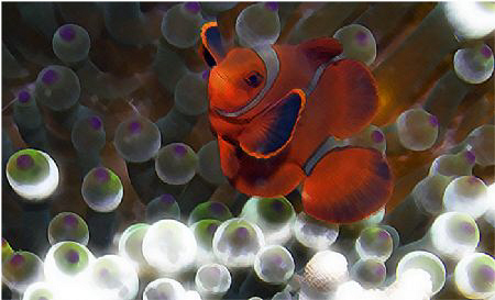 Clown fish by Sergiy Glushchenko 