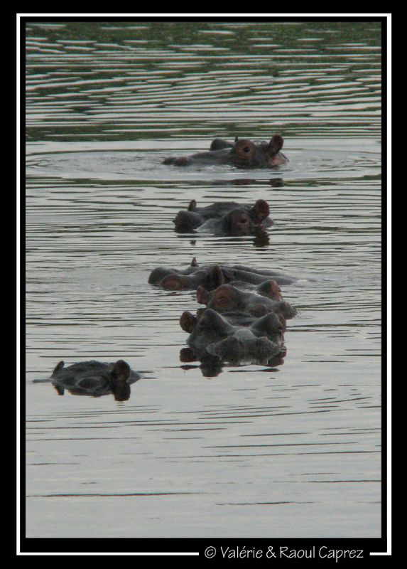In single line ! Unusual.
Picture taken in a private res... by Raoul Caprez 