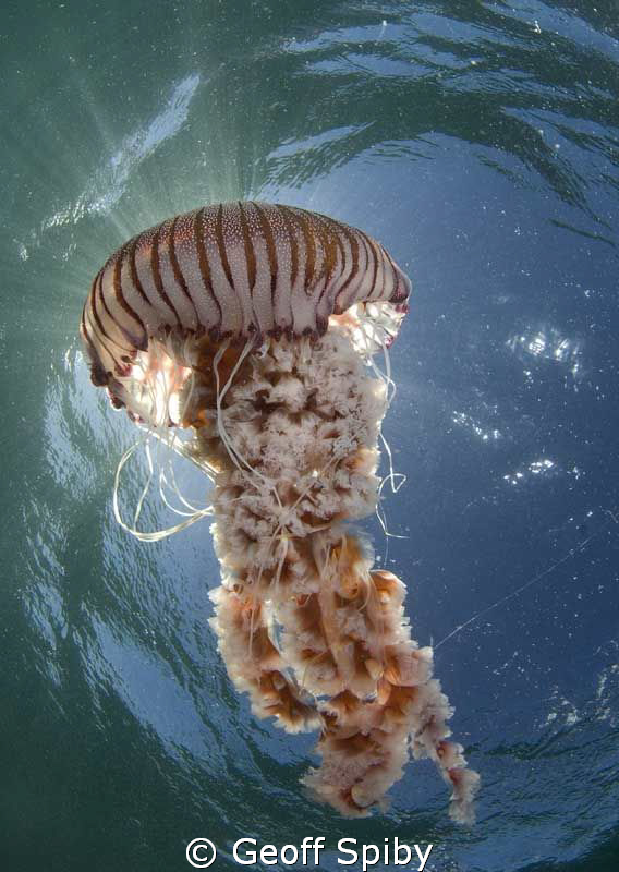 beautiful jelly by Geoff Spiby 