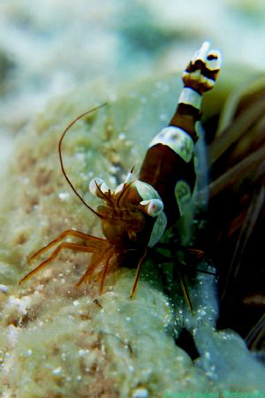 Not the usual pose for this usually shy creature... by Bernard Maglana 