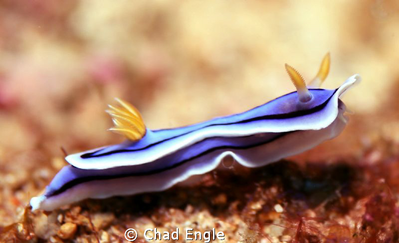 A wandering Nudi. by Chad Engle 
