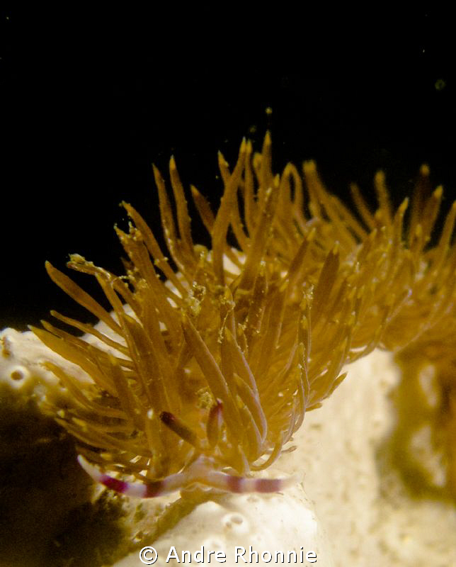 nudi..... by Andre Rhonnie 
