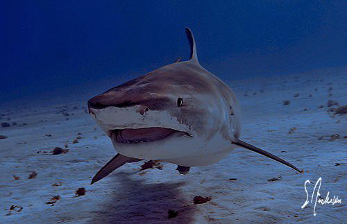 This image of the world famous Emma was taken a week ago ... by Steven Anderson 