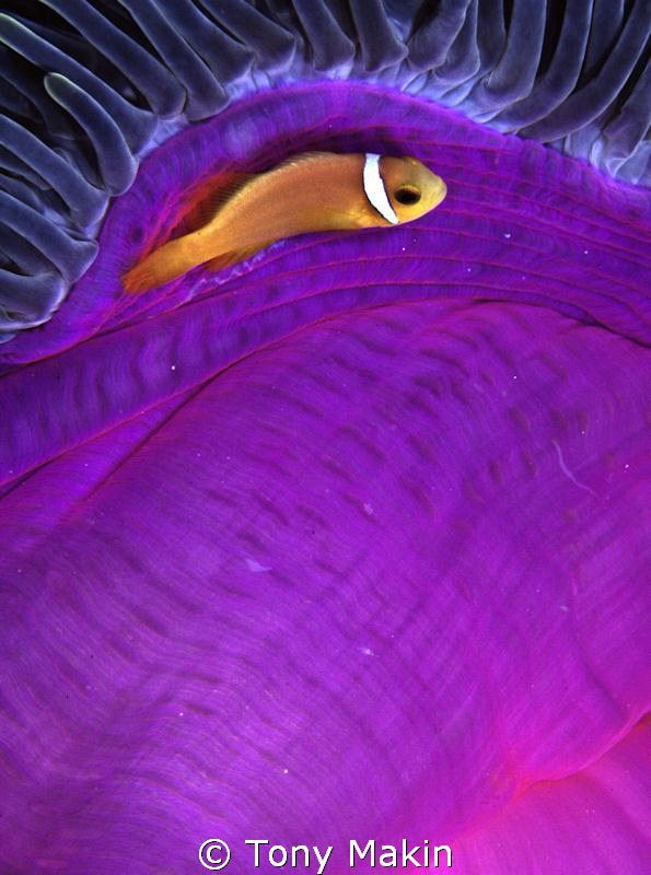 Clownfish by Tony Makin 