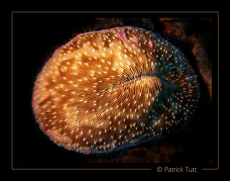 Night dive in North Male atoll - Maldives - Lumix FX01 by Patrick Tutt 