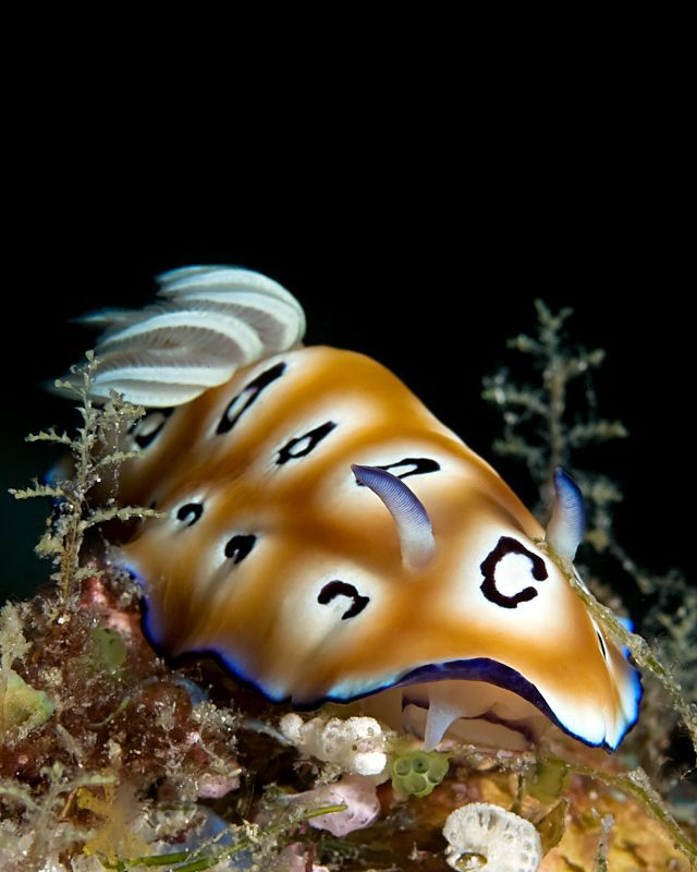"Chromodoris leopardus" by Henry Jager 