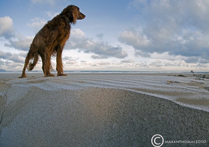 Sorcha on frozen sand.
New Year's Day, 2010, Castlerock,... by Mark Thomas 