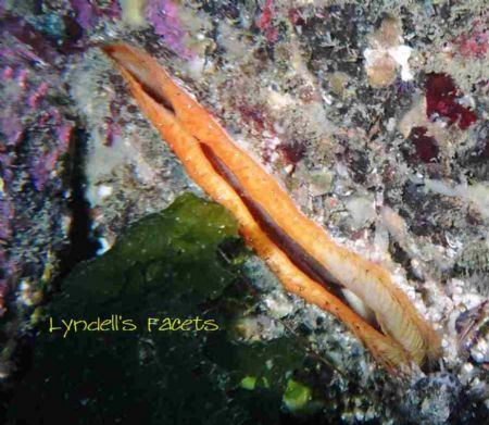 Diving in the Pacific northwest, you often see this smile... by Lyndell Weldon 