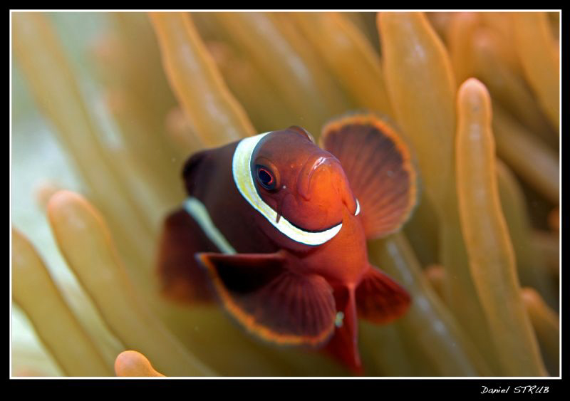 spine-cheek clown fish ... by Daniel Strub 