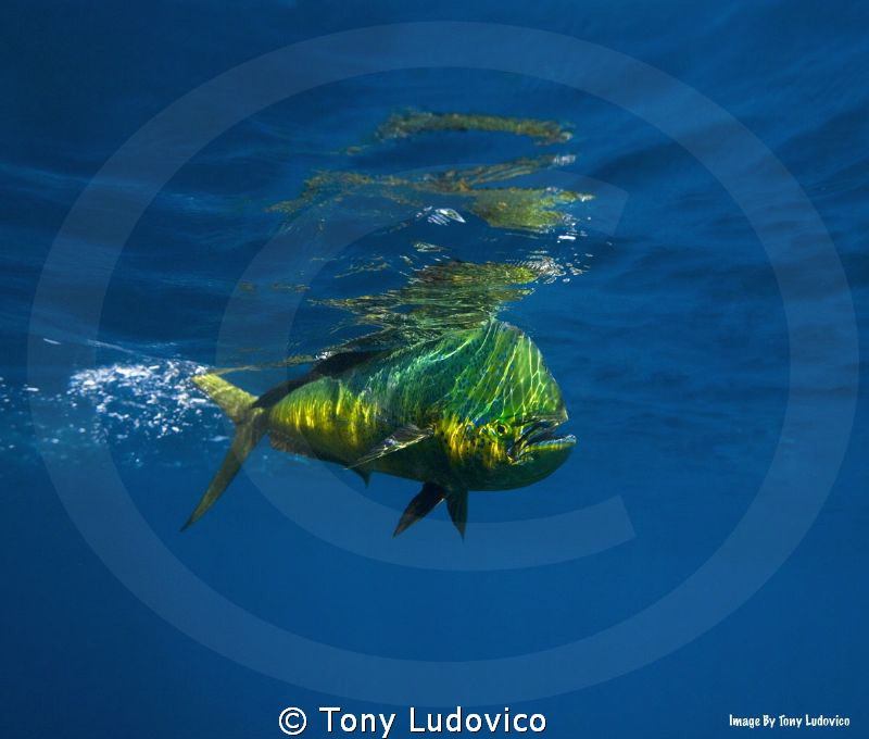 Cruising by Tony Ludovico 