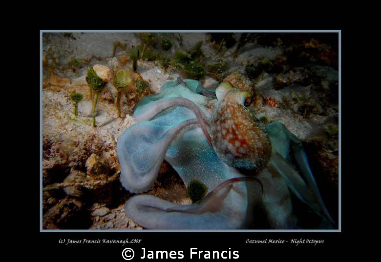 This octopus was taken at night with a Dx-1g Sea & sea ca... by James Francis 