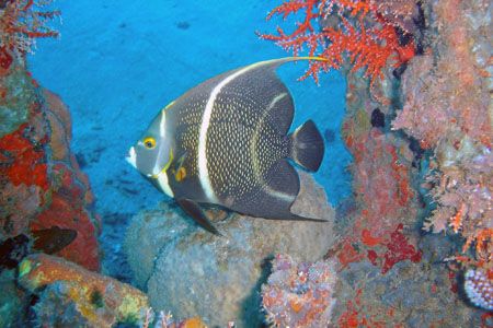 French Angel in the wreck Leslie M in St Lucia. The only ... by Jerry Stinnett 