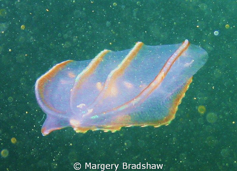 Comb Jelly Fish, Ft. Weathrill, Jamestown, RI by Margery Bradshaw 