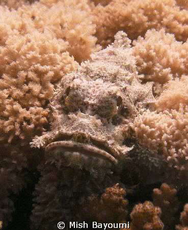 White Stonefish hiding in some coral by Mish Bayoumi 