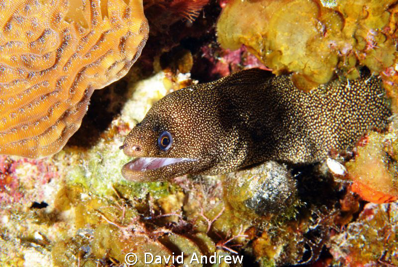 Goldentail Moray (Gymnothorax miliaris) at the Columbia S... by David Andrew 