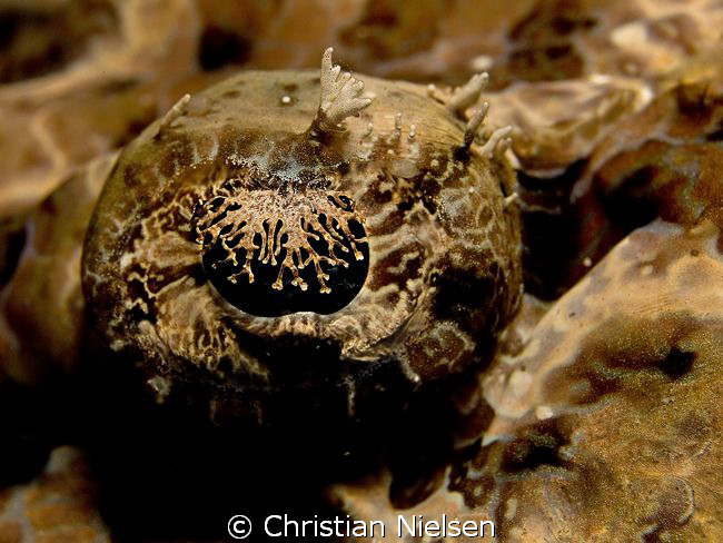 Eye of a Crocodile (fish)
A common subject but never the... by Christian Nielsen 