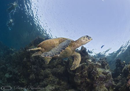 Hawksbill turtle. D3, 16mm. by Derek Haslam 