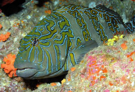 Groupper from Sea of Cortez
Taken with Nikon D100 in Hug... by Nuno Perez 