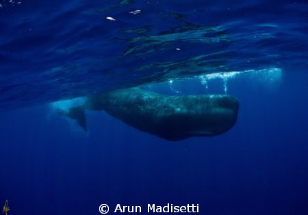 far offshore, the adventure continues. 
With apologies t... by Arun Madisetti 