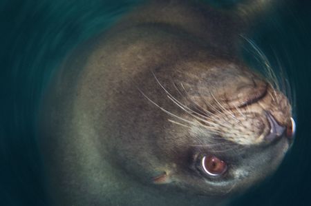 Which way is up? California Sea Lion executes manuever 27... by Erin Quigley 