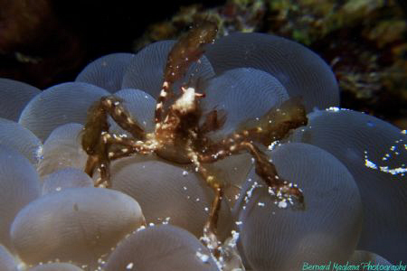 Yesterday dive at Dizon Wall by Bernard Maglana 