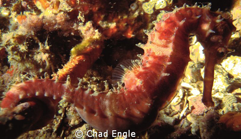 Sea horse on a night dive. by Chad Engle 