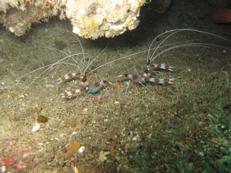 Cleaner Shrimp, Aliwal Shoal Umkamaas South Africa by Kenneth Hicks 