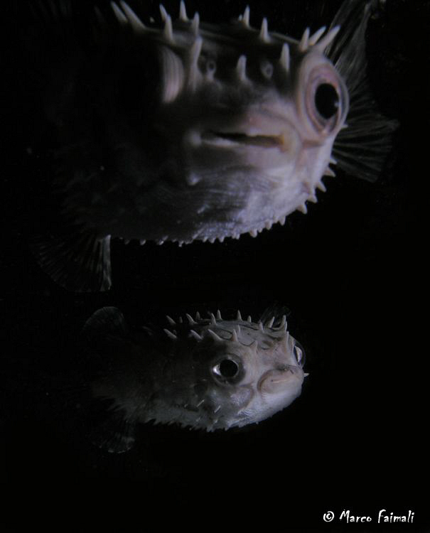 ...."aliens" into the night.....(Diodon hystrix).

Comp... by Marco Faimali 