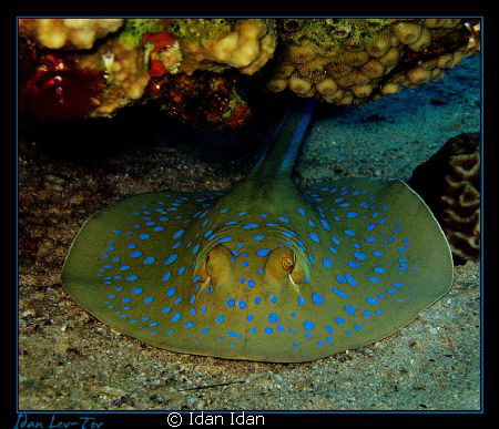 Canon A520 no strobe, shallow water, gulf of Eilat by Idan Idan 