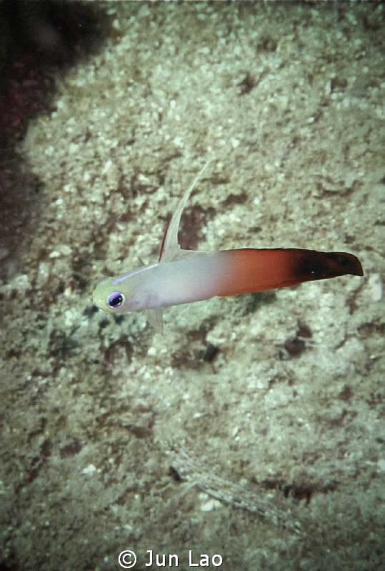 not so shy fire dartfish by Jun Lao 