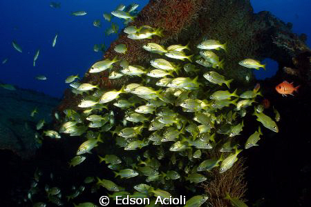 Shoal of fish in the wreck Servemar, Recife, Brazil. by Edson Acioli 