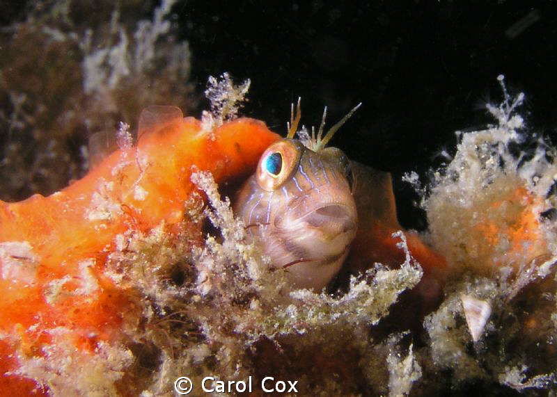 Seaweed Blenny by Carol Cox 