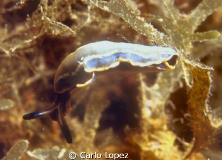A nudibranchia Thuridilla Hopei by Carlo Lopez 
