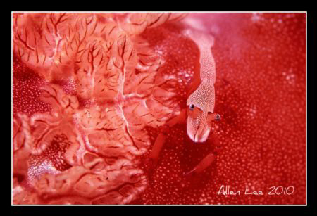Emperor Shrimp.Nikon F100,60mm,f16,1/250,YS-120,RVP100. by Allen Lee 