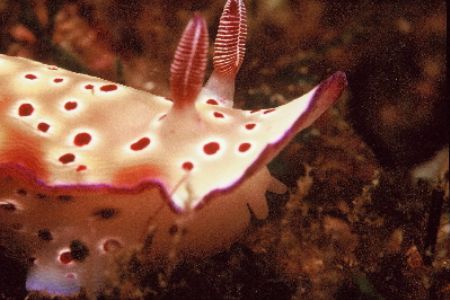 Grazing in Julien' rocks, Byron Bay
macro ext. tube 1:3 ... by Shane Clancy 