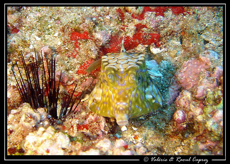 Nice meeting at 30 meters. by Raoul Caprez 