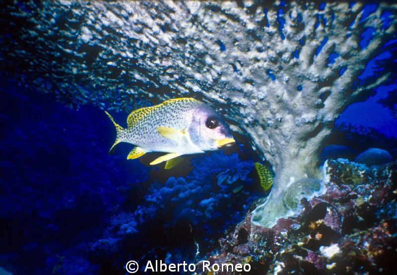 Sweetlips undeur a very big  umbrella madrepora. by Alberto Romeo 