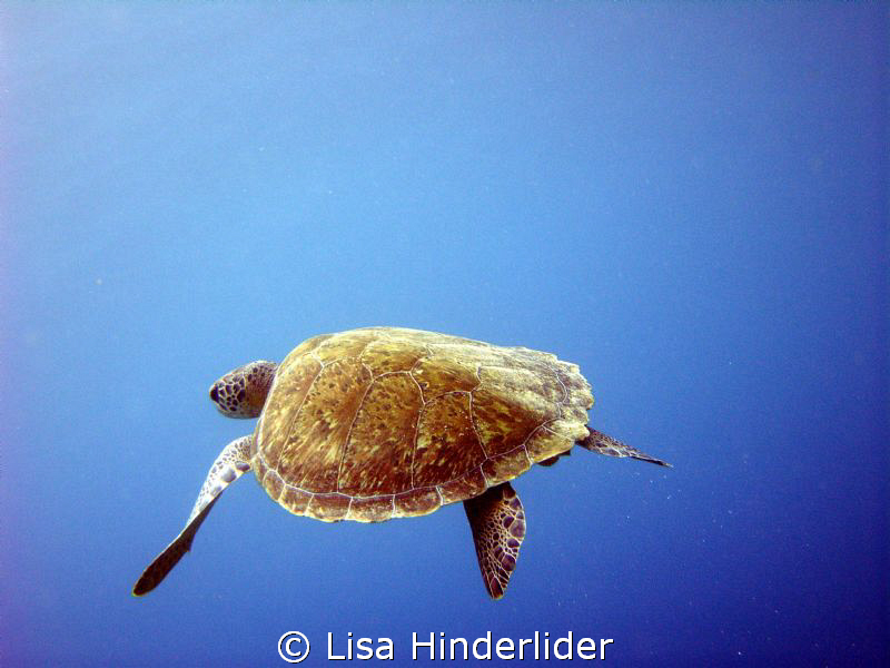 Into the blue... by Lisa Hinderlider 