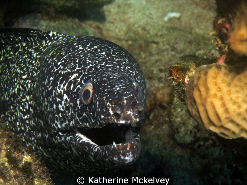 Smile :) by Katherine Mckelvey 