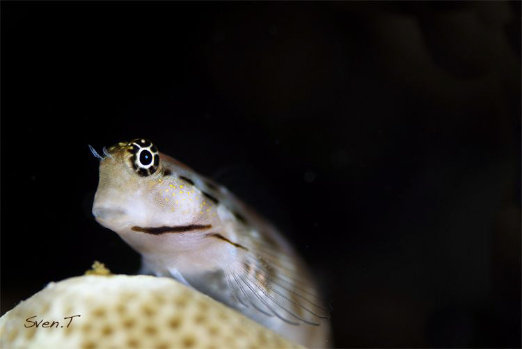 A peeping blenny, (Nalolo blenny) by Sven Tramaux 