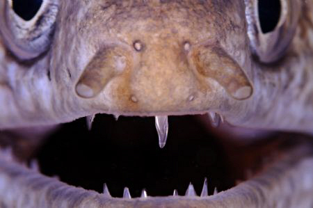 My first tooth by Giuseppe Piccioli 