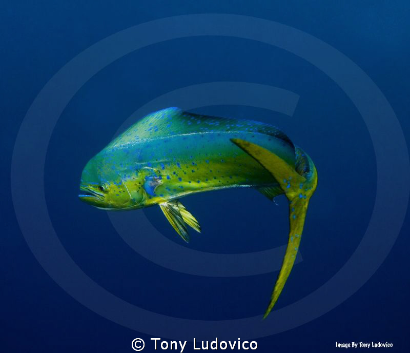 Get Bent by Tony Ludovico 