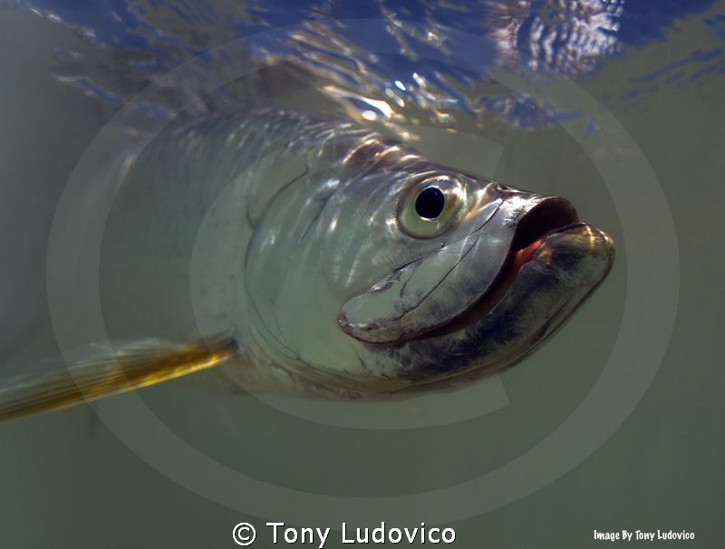 Portrait of a King by Tony Ludovico 